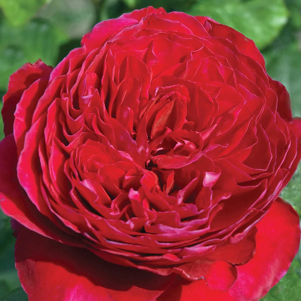 Rouge Royale™ Rose