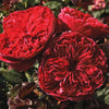 Rouge Royale™ Rose