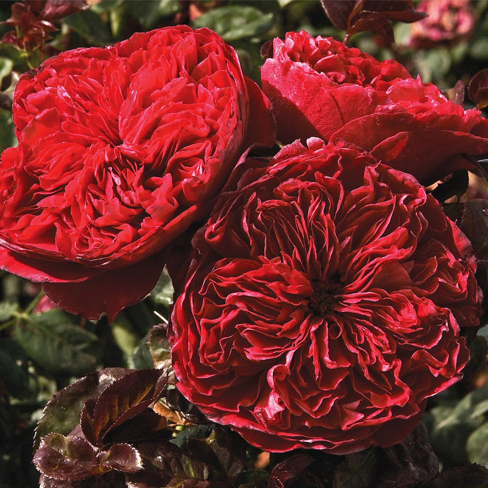 Rouge Royale™ Rose Shrub in Fiber Pot