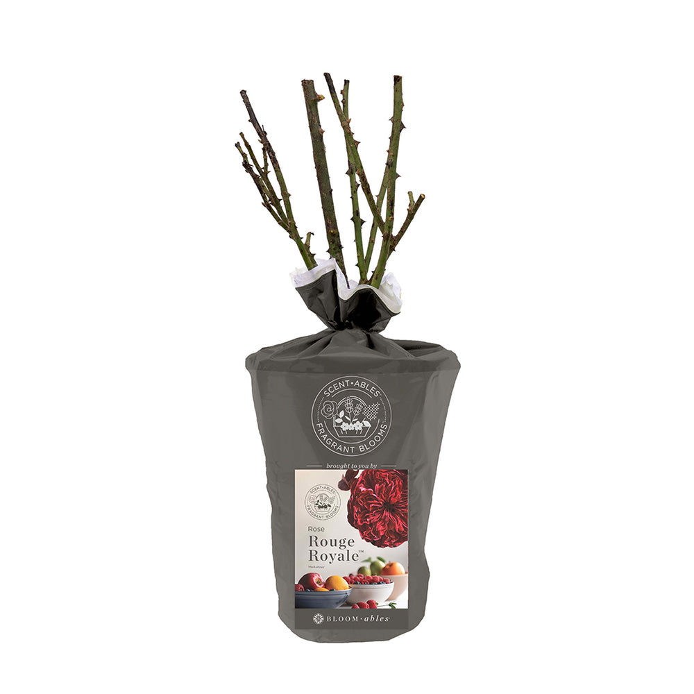 Rouge Royale™ Rose Shrub in Fiber Pot