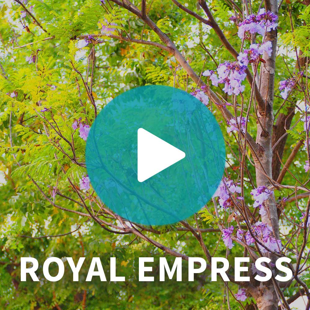 NordMax21® Royal Empress Tree