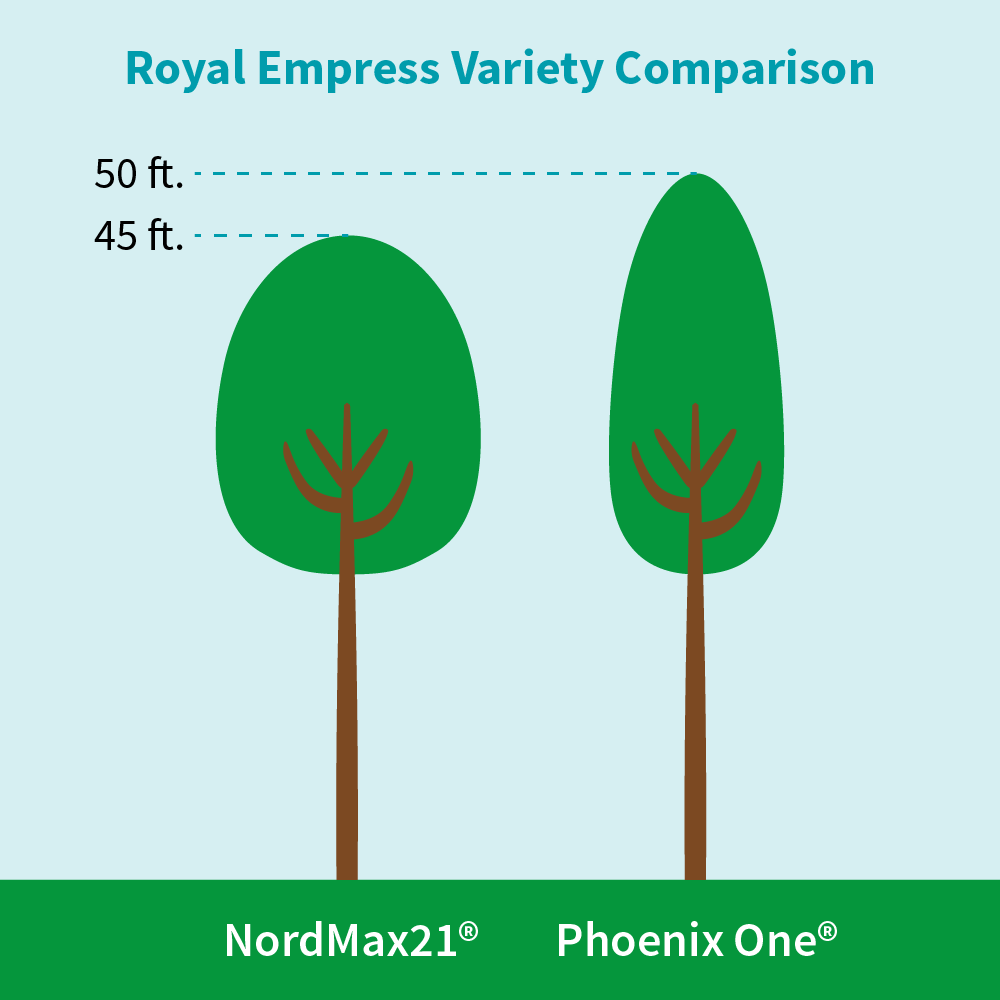 NordMax21® Royal Empress Tree