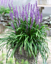 Royal Purple Liriope Shrub