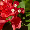 Ruby Red Bougainvillea