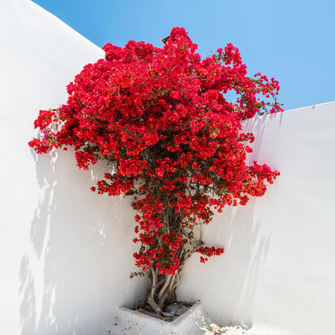 Ruby Red Bougainvillea