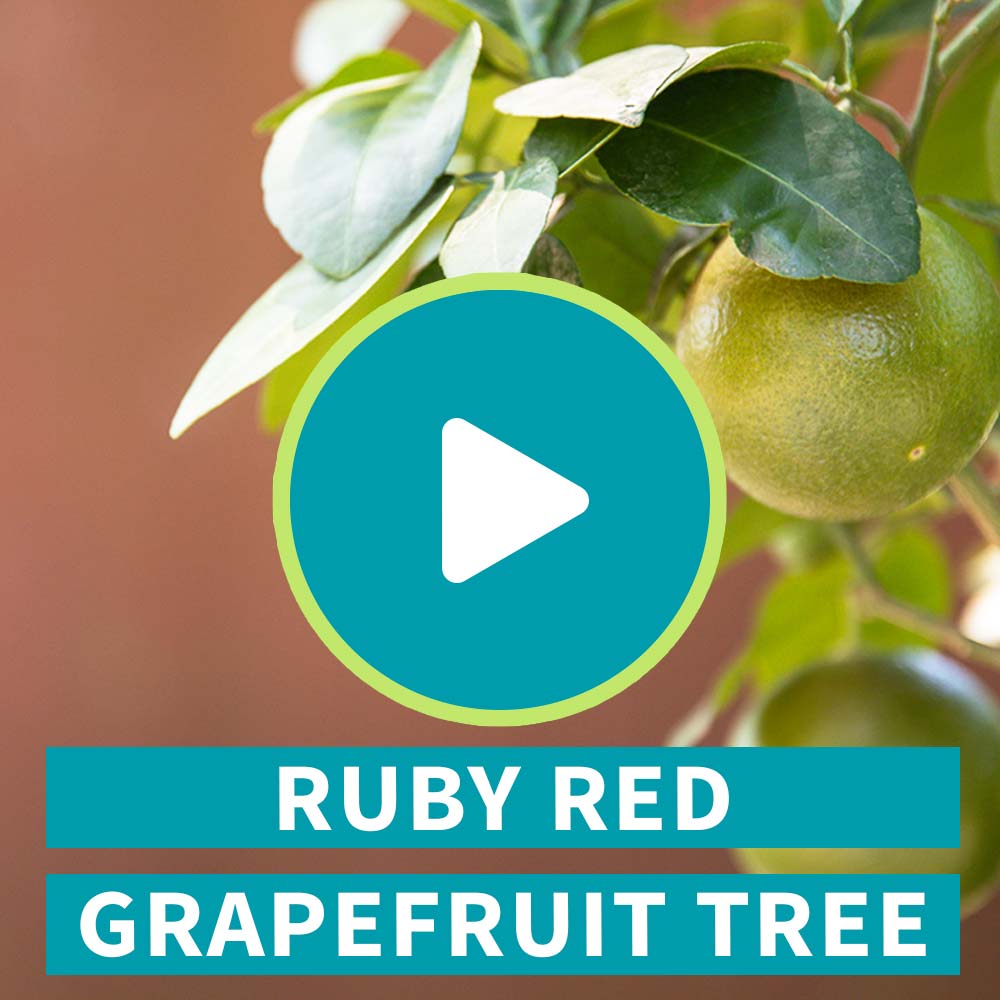 Ruby Red Grapefruit Tree