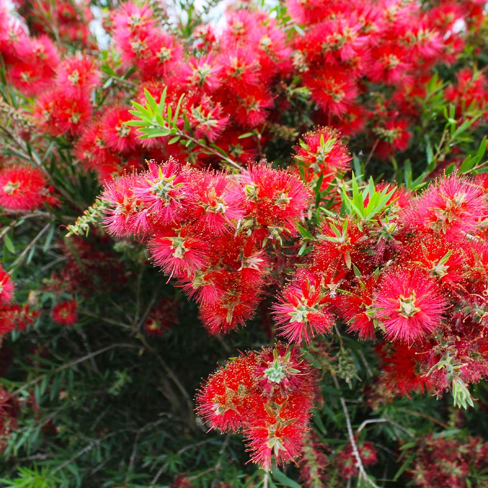 Slim™ Bottlebrush Shrub