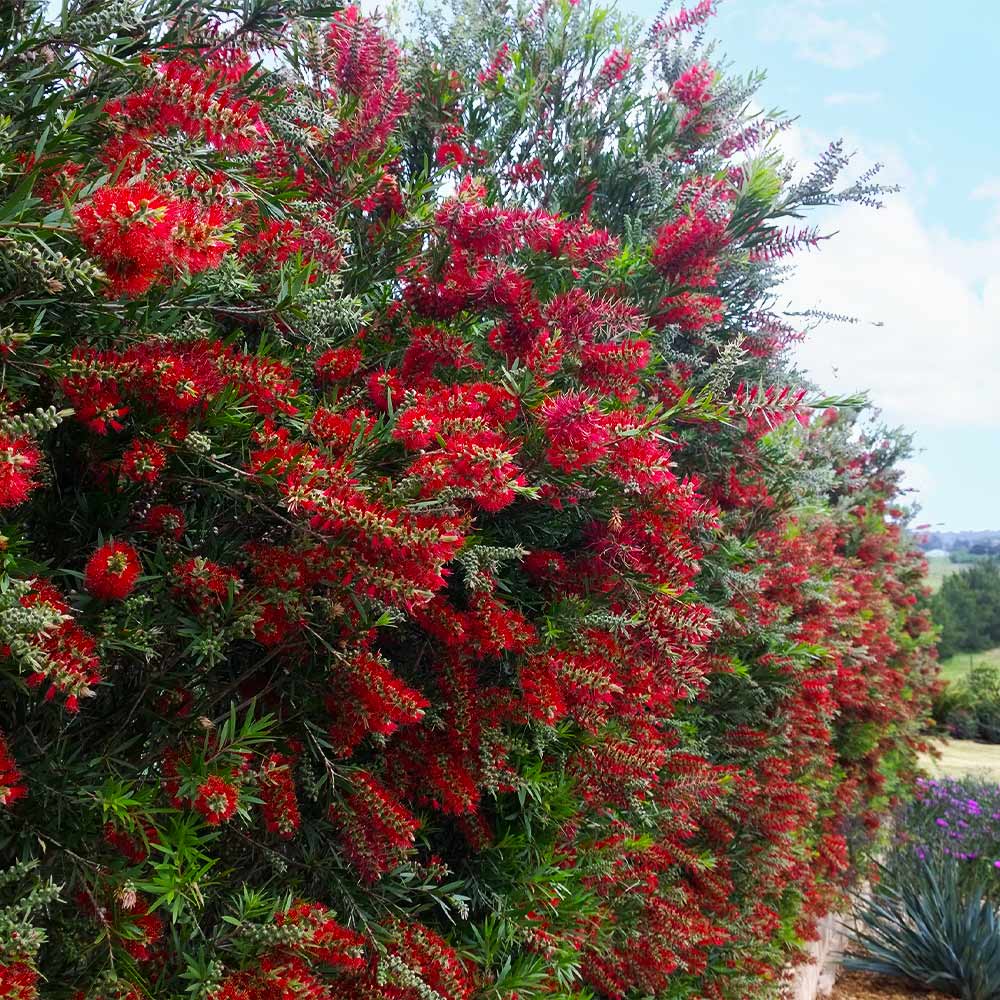 Slim™ Bottlebrush Shrub