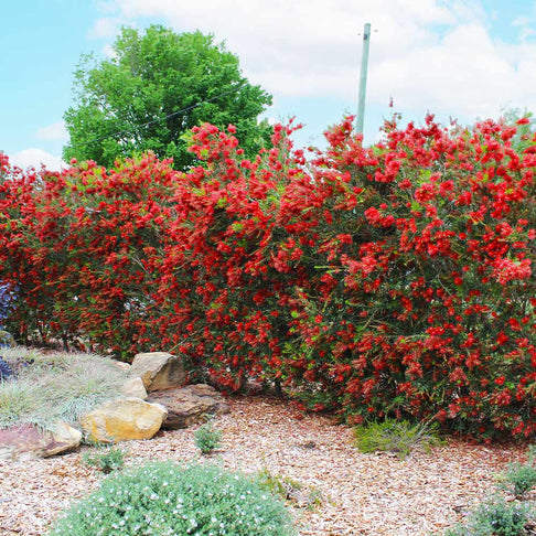 Slim™ Bottlebrush Shrub