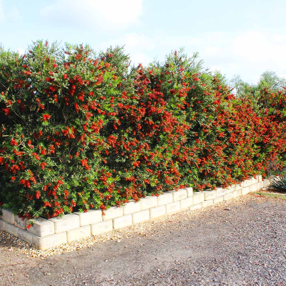 Slim™ Bottlebrush Shrub