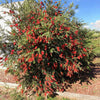 Slim™ Bottlebrush Shrub