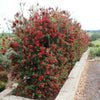 Slim™ Bottlebrush Shrub