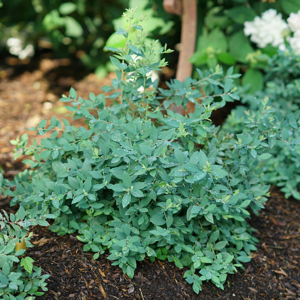 Proven Winners® Splendid!® Blue Highbush Blueberry Shrub