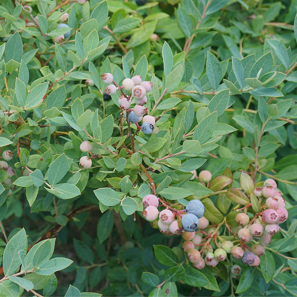 Proven Winners® Splendid!® Blue Highbush Blueberry Shrub