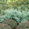 Proven Winners® Splendid!® Blue Highbush Blueberry Shrub