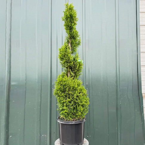 Emerald Spiral Thuja Tree