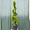 Emerald Spiral Thuja Tree