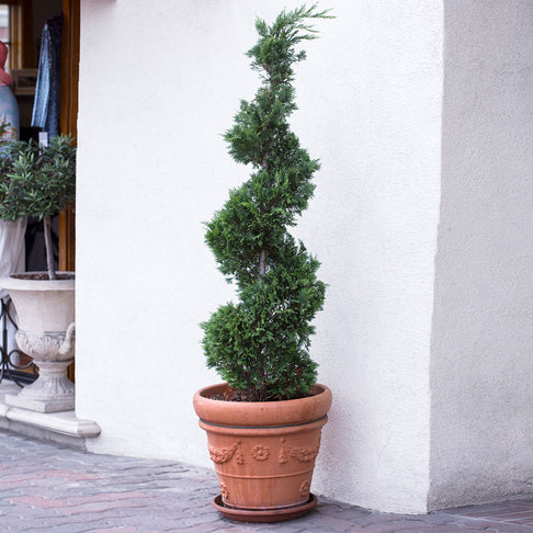 Spiral Spartan Juniper Tree
