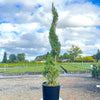 Spiral Spartan Juniper Tree