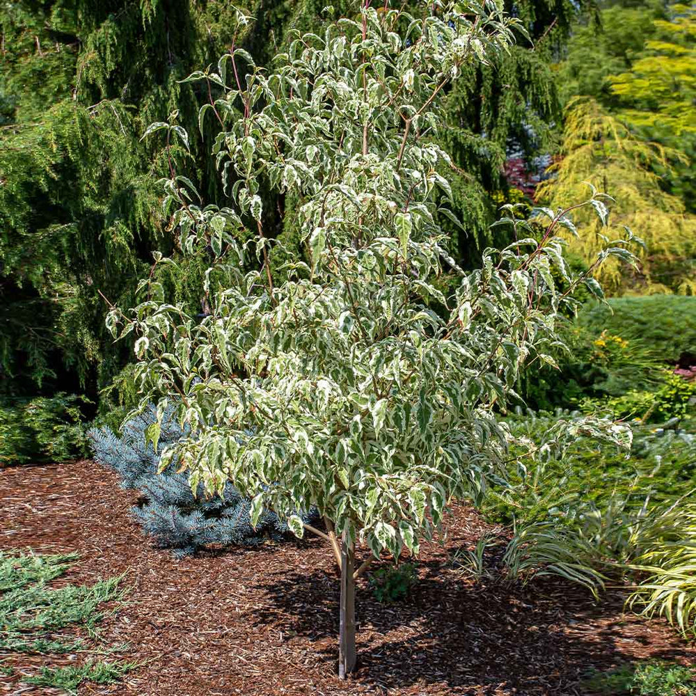 Summer Fun Dogwood Tree