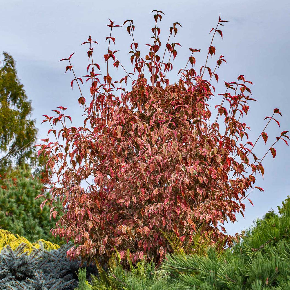 Summer Fun Dogwood Tree
