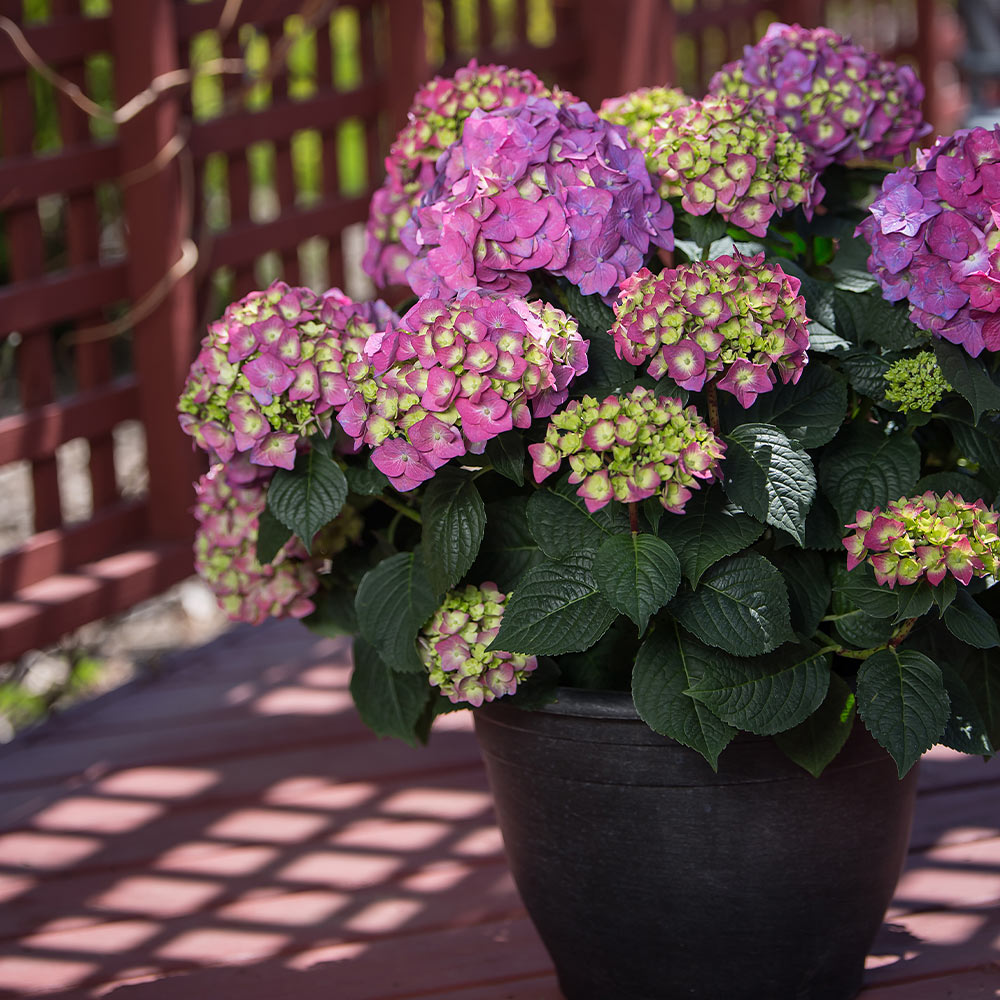 Endless Summer® Summer Crush® Hydrangea