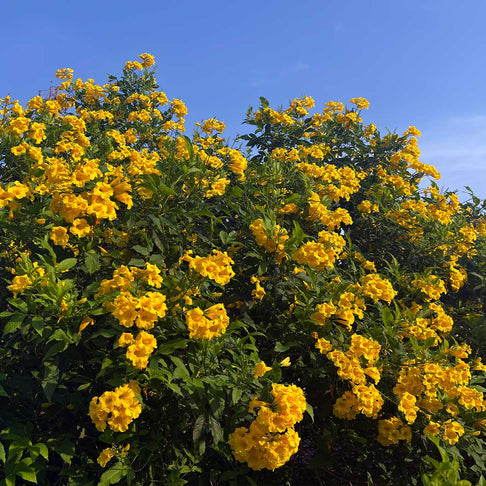 Sun Trumpets® Yellow Tecoma Shrub