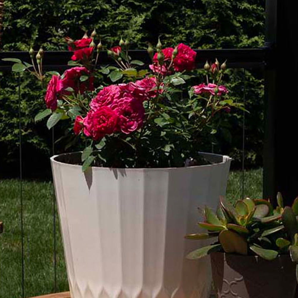 Sunblaze® Dragon Fruit Rose in Deco Pot