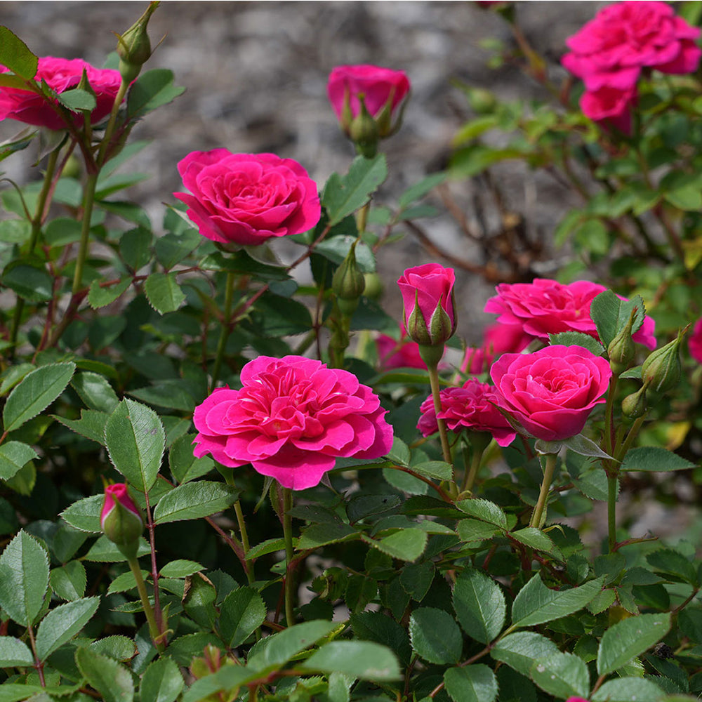 Sunblaze® Dragon Fruit Rose in Deco Pot