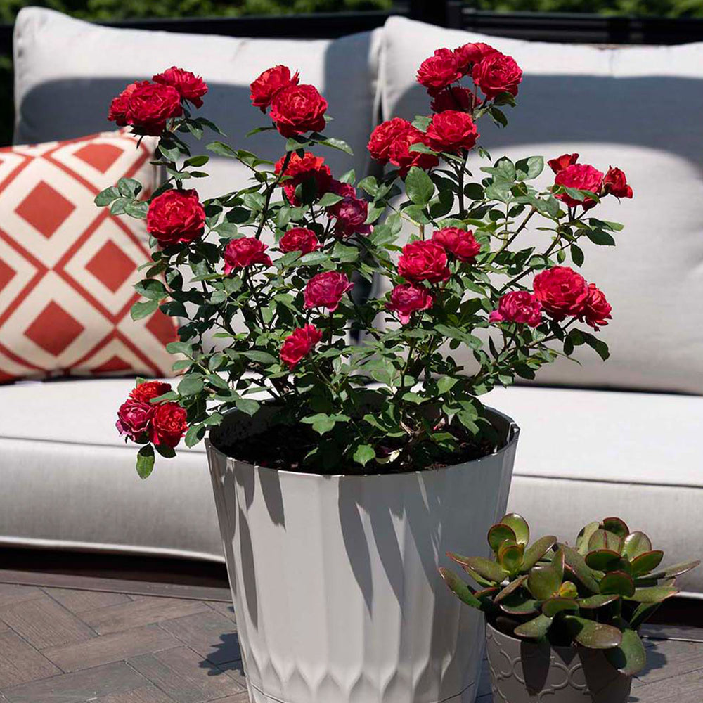 Sunblaze® Watermelon Rose in Deco Pot