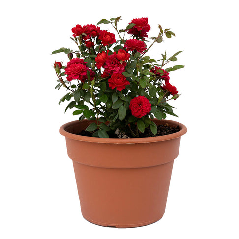 Sunblaze® Watermelon Rose in Deco Pot