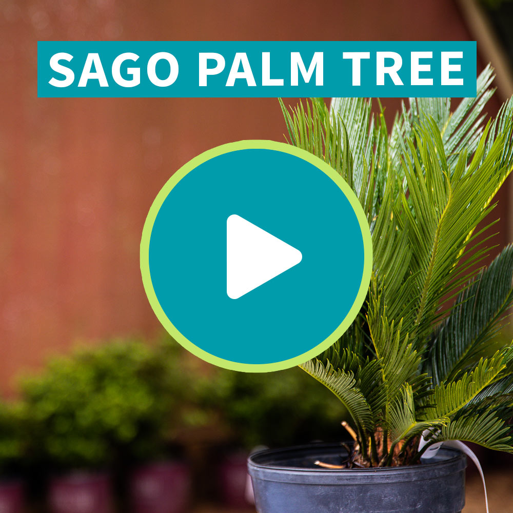 Sago Palm Tree