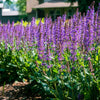 Better Versions® Blue by You Salvia Plant