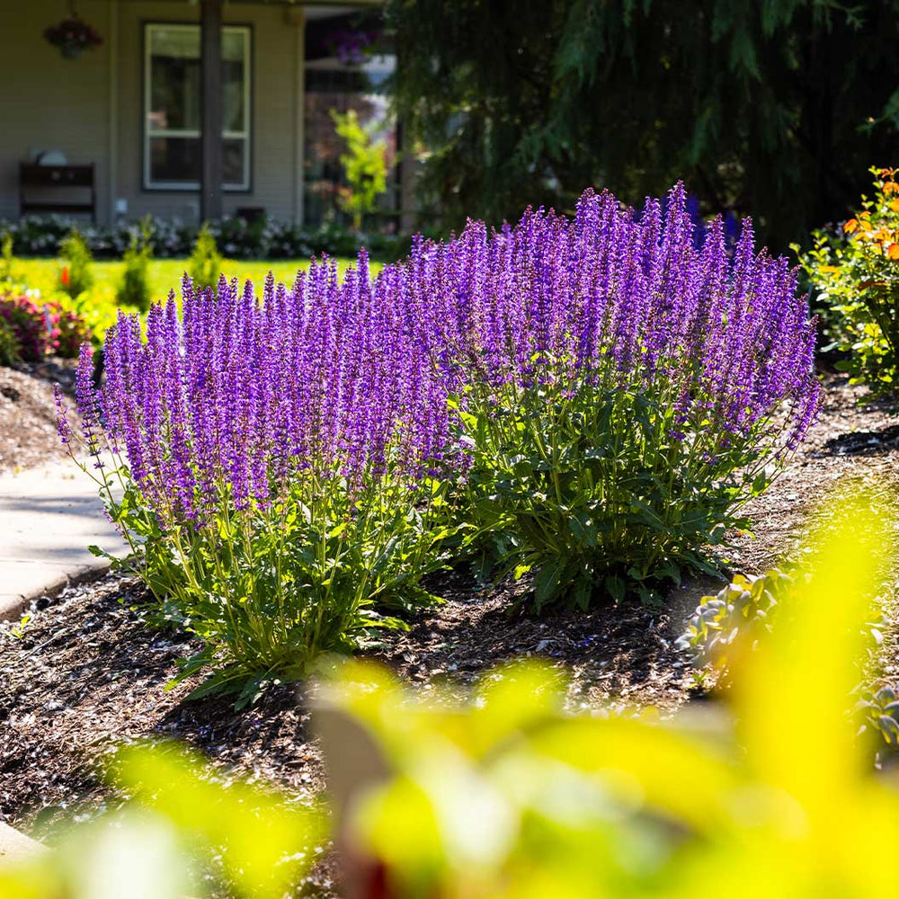 Better Versions® Blue by You Salvia Plant