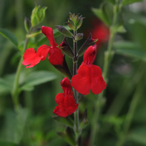 Better Versions® Radio Red Autumn Sage Plant