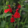 Better Versions® Radio Red Autumn Sage Plant