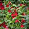 Better Versions® Radio Red Autumn Sage Plant