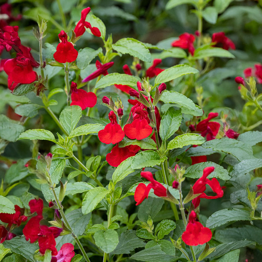 Better Versions® Radio Red Autumn Sage Plant