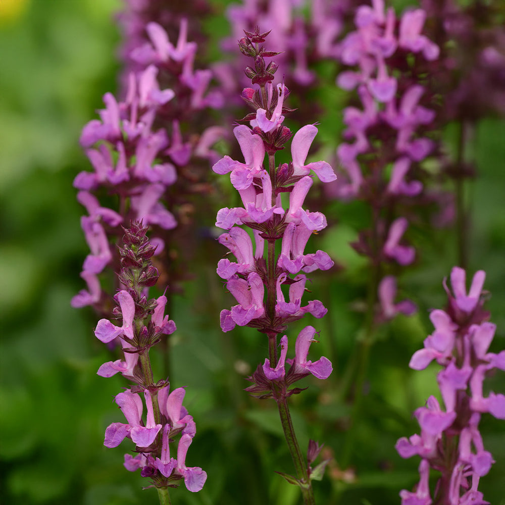 Better Versions® Marvel Rose Salvia Plant