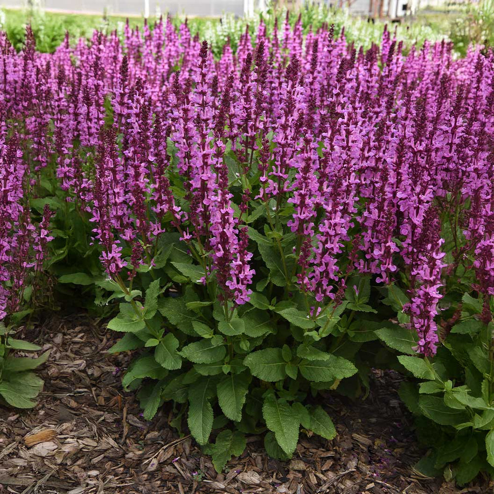 Better Versions® Marvel Rose Salvia Plant