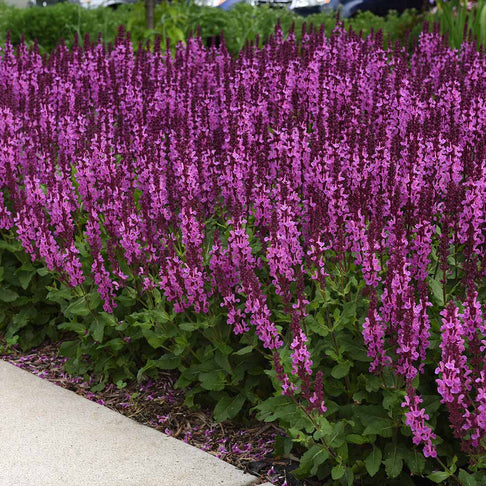 Better Versions® Marvel Rose Salvia Plant