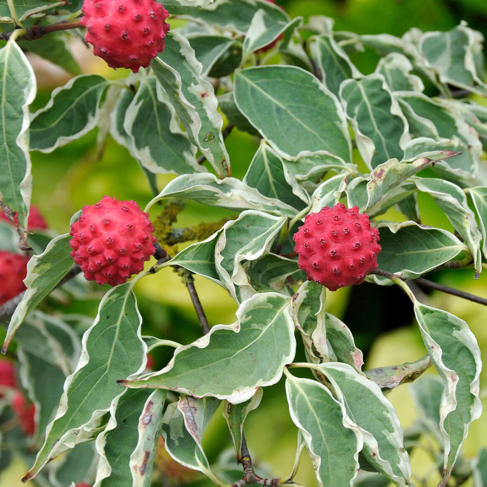 Samaritan® Dogwood Tree