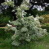 Samaritan® Dogwood Tree