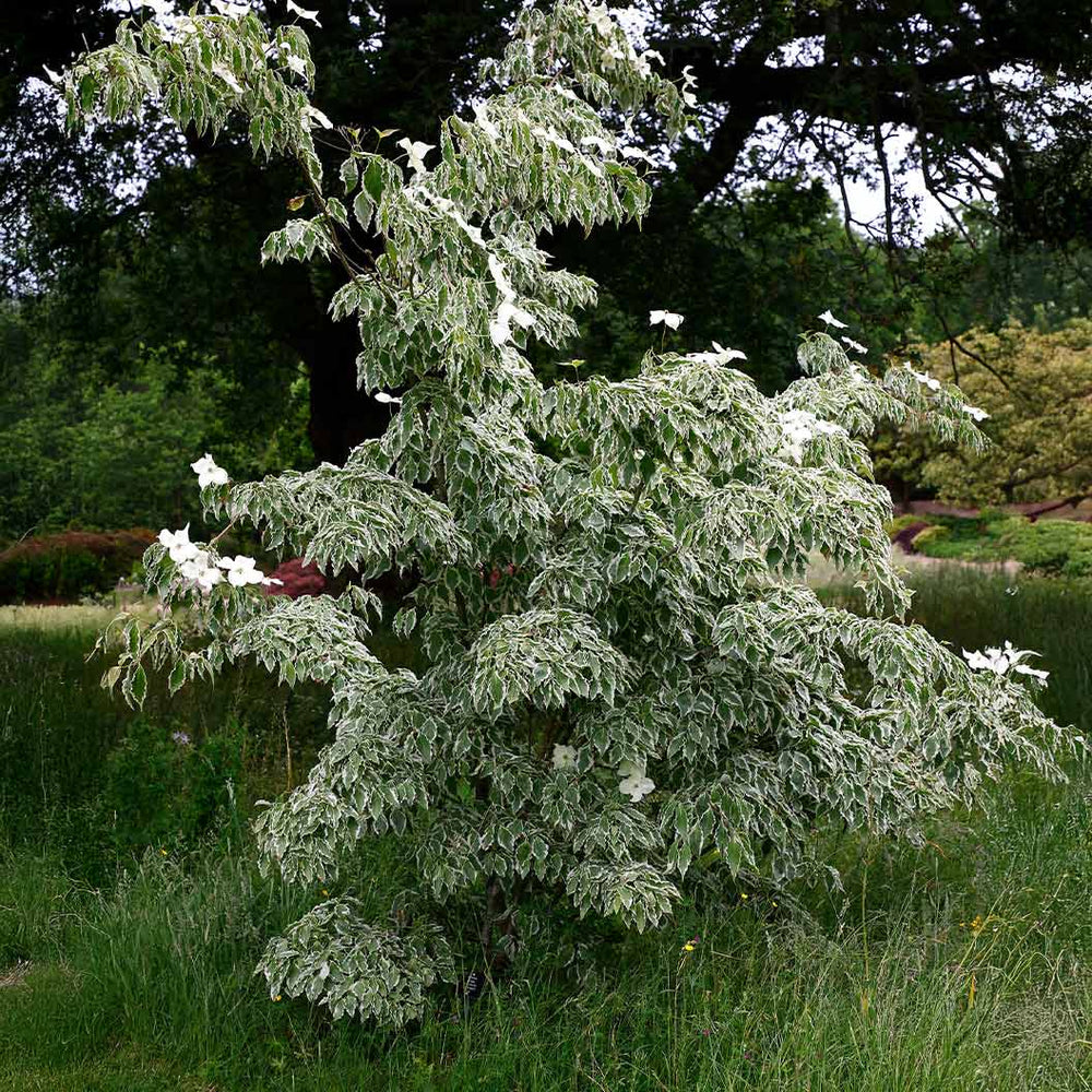 Samaritan® Dogwood Tree