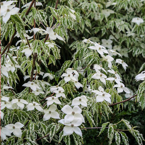 Samaritan® Dogwood Tree