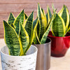 Laurentii Snake Plant