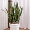 Zeylanica Snake Plant