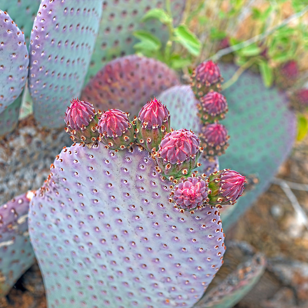Santa Rita Prickly Pear Cactus Shrub