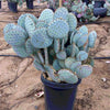 Santa Rita Prickly Pear Cactus Shrub