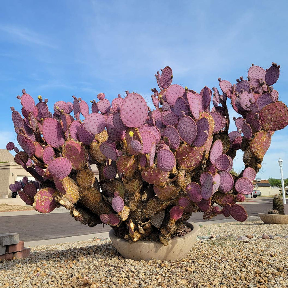 Santa Rita Prickly Pear Cactus Shrub